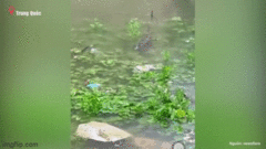 Video: Hơn 70 con cá sấu sổng chuồng bơi  " tung tăng " trong sân nhà 