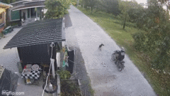 Video: Chú chó đột ngột lao ra đường, người đàn ông  "gặp hạn " 