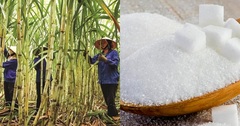 Cổ phiếu mía đường bật tăng mạnh mẽ sau tin Ấn Độ cấm xuất khẩu đường