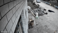 Thấy chủ ngã ra đường, chú chó nhanh trí cầu cứu tài xế đi ngang qua