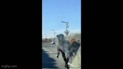 Hai con ngựa phi nước đại giữa đường cao tốc