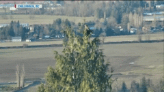 Linh miêu bé nhỏ tuyệt vọng chống trả báo sư tử