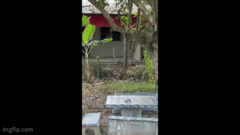 Rắn hổ mang chúa đụng độ với chó nhà và cái kết bất ngờ