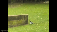 Màn đuổi bắt đầy vui nhộn giữa chú chó và một con chim