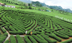 Du lịch Mộc Châu tháng 10 nhất định phải biết 5 điều sau