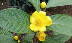 Thảo dược mang tên mỹ miều “chế ngự” giúp nhiều người thoát chứng mất ngủ