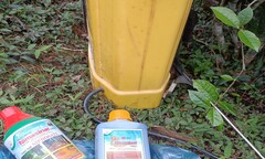 Tân Sơn - Phú Thọ: Cần hạn chế việc lạm dụng phun thuốc diệt cỏ ở những đồi chè