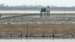 Nghi Sơn, Thanh Hóa: Ngao chết hàng loạt, người nuôi trắng tay
