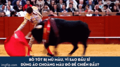 Vì sao đấu sĩ dùng áo choàng đỏ để chiến đấu với bò tót?