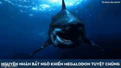 Video: Lý giải nguyên nhân loài cá mập Megalodon khổng lồ tuyệt chủng