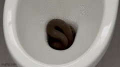 Người đàn ông khóc thét khi bất ngờ thấy  "bé na " quằn quại trong bồn cầu