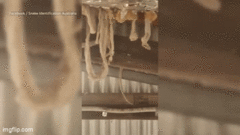 Video: Bí mật đáng sợ trên tầng gác mái của một căn nhà mới mua