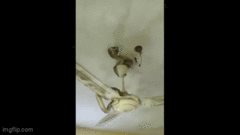 Nghe tiếng rít, cả nhà tá hoả khi thấy  "bé na " đu đưa trên quạt trần