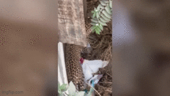 Báo hoang dã tấn công, người dân hốt hoảng chạy tán loạn