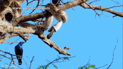 Video:  "Nổi da gà " khoảng khắc  "bé Na " đớp trọn một con chim trên ngọn cây