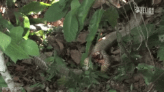 Khoảnh khắc  "bé na " hung tợn giết chết đồng loại rồi ăn thịt trong tích tắc