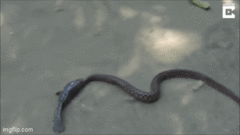 Nghẹt thở cuộc chiến  "nảy lửa " giữa cá và rắn, cái kết khiến ai cũng bất ngờ