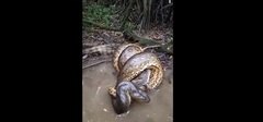 Video: Trăn  "khủng " ra đòn chí mạng, siết chặt cá sấu trong rừng rậm Amazon