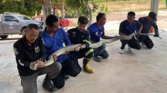 Rùng mình phát hiện rắn hổ mang chúa dài 4,5m, nặng 16kg  "trốn " trong ô tô