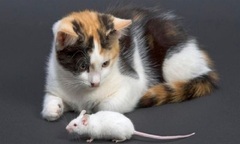 Video: Phát hiện chuột trong vườn rau, mèo  "xử đẹp " trong tích tắc