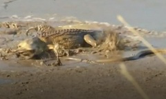 Đụng độ cá sấu  "khủng ", rắn mamba đen bị quăng quật rồi ăn thịt