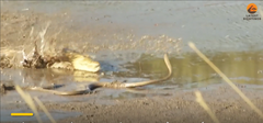 Video: Rắn mamba đen kịch độc bị cá sấu sông Nile cắn chết