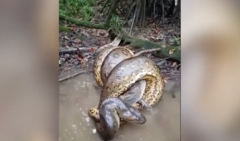 Trăn Anaconda nuốt chửng cá sấu Caiman trong rừng Amazon