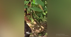 Video:  "Quái vật khổng lồ " sợ hãi trèo lên cây sau khi bị chó nhà tấn công