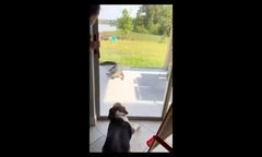 Chú chó nhanh trí cứu chủ nhân thoát khỏi cá sấu hung hãn