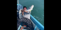 Video: Màn bắt cá lớn bằng tay không đầy ấn tượng của một ngư dân