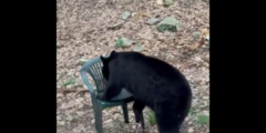 Video: Ngạc nhiên hành động của gấu đen trông thư giãn như con người