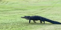 Video: Cá sấu lững thững  "đi dạo " trên sân golf khiến người chơi sửng sốt