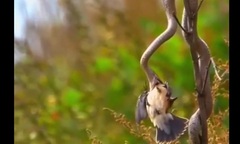 Video: Màn ngụy trang hoàn hảo của rắn khiến con mồi phải chịu trận
