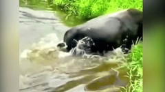  "To gan " tấn công trâu, chú chó lĩnh ngay cú đá trời giáng