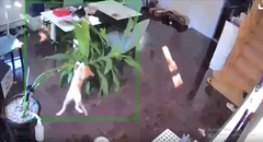 Chú mèo tinh nghịch làm vỡ chậu cây cảnh, nhanh chóng bỏ chạy để  "trốn tội "
