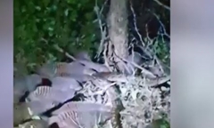 Trăn gấm bất lực khi bị đàn cầy mangut tấn công trong đêm