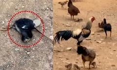 Video: Bị gà trống  "tát tới tấp ", gà con  "bất lực " giả chết