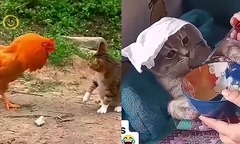Video: Liều lĩnh đối đầu với gà trống, mèo bị đánh cho te tua