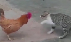 Video: Đụng độ cao thủ  "thần kê ", mèo nhận cái kết không thể đắng hơn
