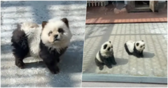 Sở thú Trung Quốc gây sốt mạng xã hội vì ra mắt  "chó gấu trúc "