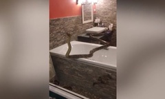 Video: Hoảng hồn trước cảnh con trăn dài 3,6m chui ra khỏi nhà tắm 