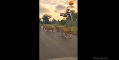 Đàn sư tử bất ngờ tràn ra đường, chuyện gì đang xảy ra?