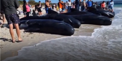 Người dân giải cứu đàn cá voi mắc cạn