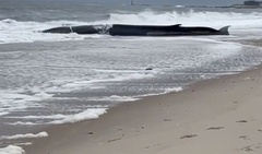 Video: Cá voi dài hơn 15m mắc cạn trên bờ biển, người dân tụ tập đến xem