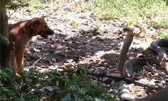 Video: Chó nhà hợp sức  "giữ chân " rắn hổ mang chúa  "khủng "