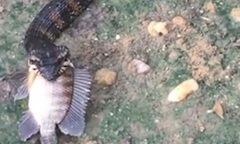 Video: Đang đi dạo trong vườn, người phụ nữ  "chết lặng " khi thấy cảnh đáng sợ