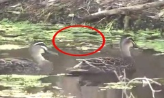 Video: Bị vịt đen Thái Bình Dương truy đuổi, rắn độc chạy trối chết