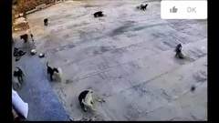 Video: Màn hỗn chiến  "có một không hai " giữa băng chó đen, chó trắng