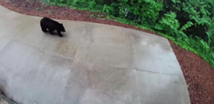 Video: Gấu đen to lớn lục đồ ngoài hiên nhà để tìm thức ăn