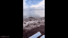 Video: Cá sấu lên bờ rượt đuổi  "cần thủ " giành con cá